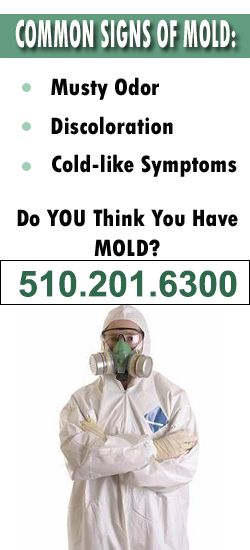 Oakland Mold Remediation Contractor